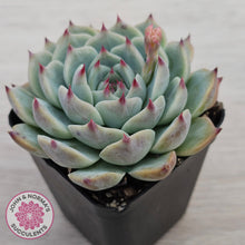 Load image into Gallery viewer, Echeveria chihuahuaensis
