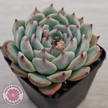 Load image into Gallery viewer, Echeveria chihuahuaensis
