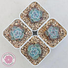 Echeveria colorata f. Tapalpa (round Leaf)