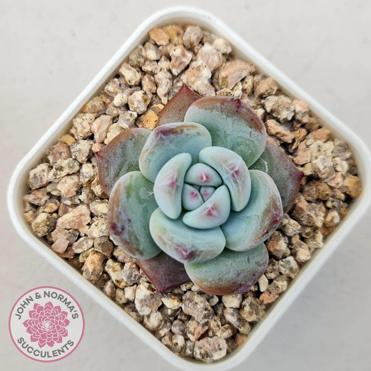 Echeveria colorata f. Tapalpa (round Leaf)