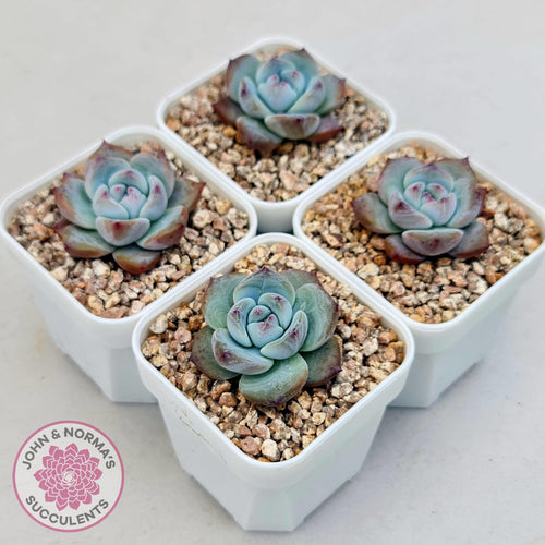 Echeveria colorata f. Tapalpa (round Leaf) - John & Norma's Succulents Australia