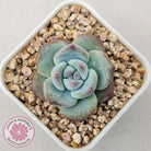 Echeveria colorata f. Tapalpa (round Leaf)