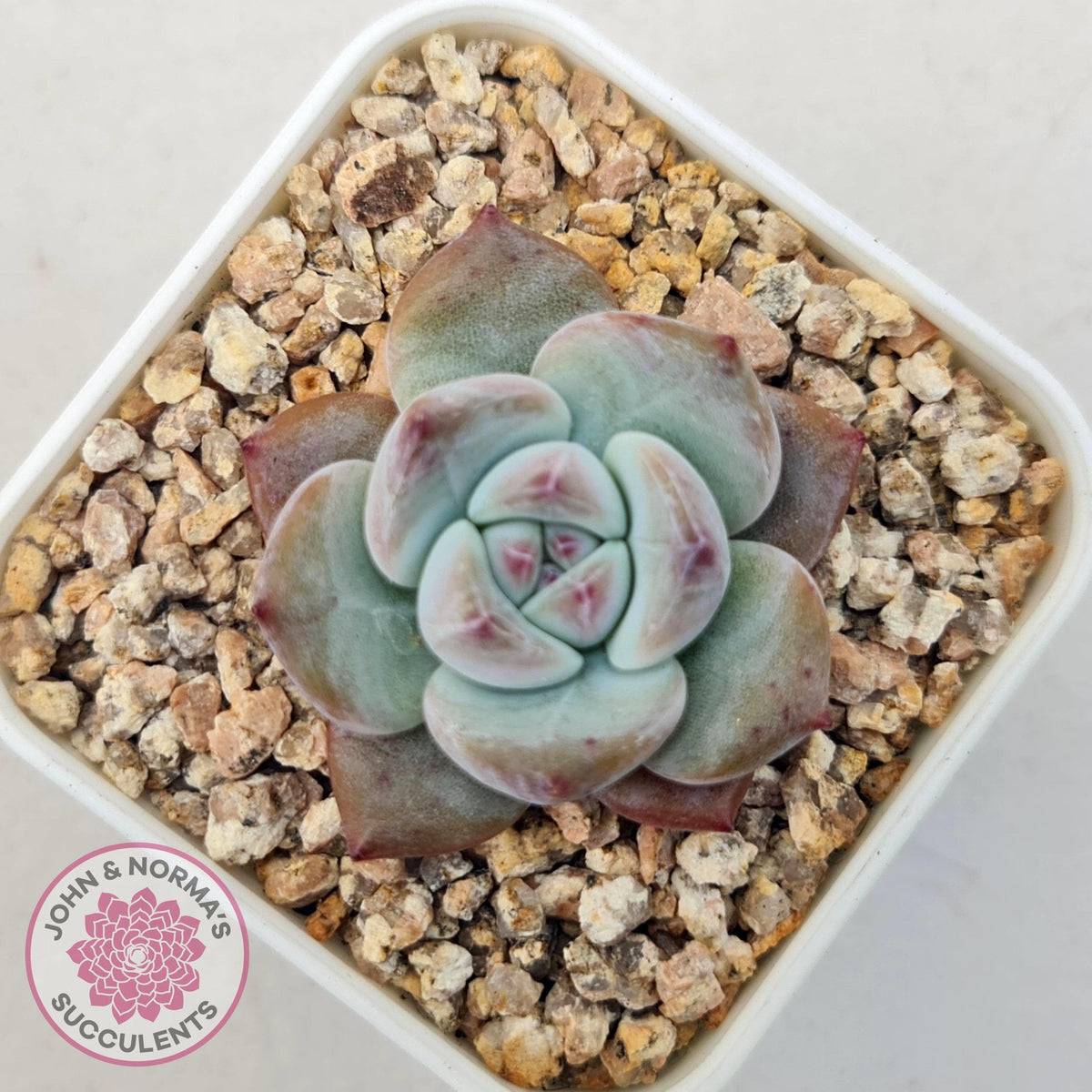 Echeveria colorata f. Tapalpa (round Leaf)