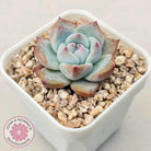 Echeveria colorata f. Tapalpa (round Leaf)