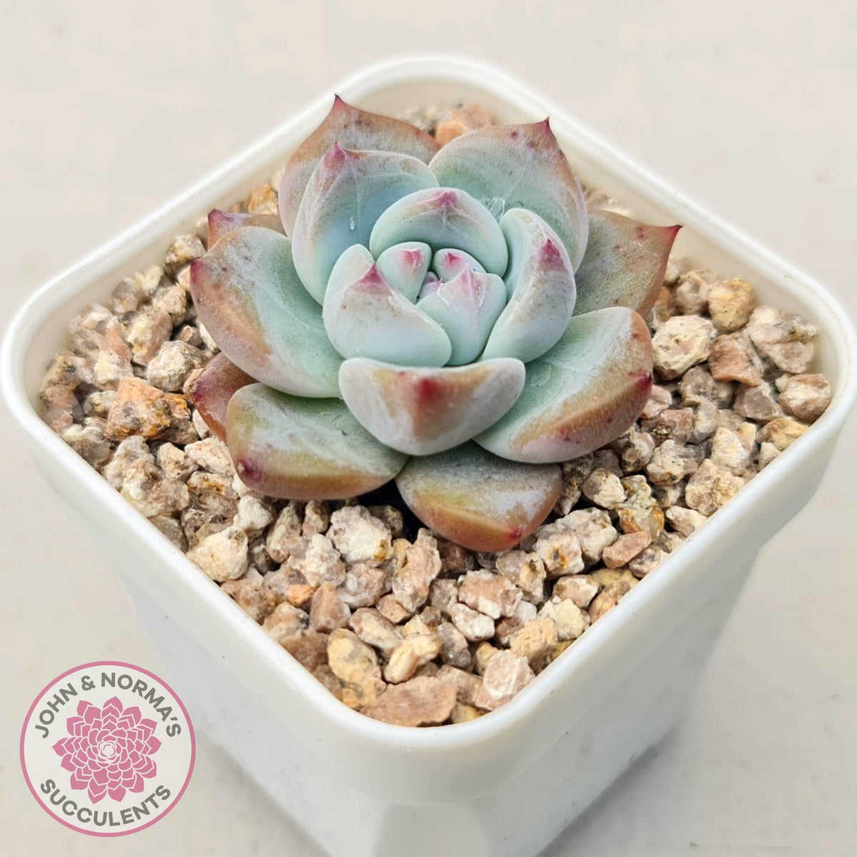 Echeveria colorata f. Tapalpa (round Leaf)