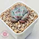 Echeveria colorata f. Tapalpa (round Leaf)