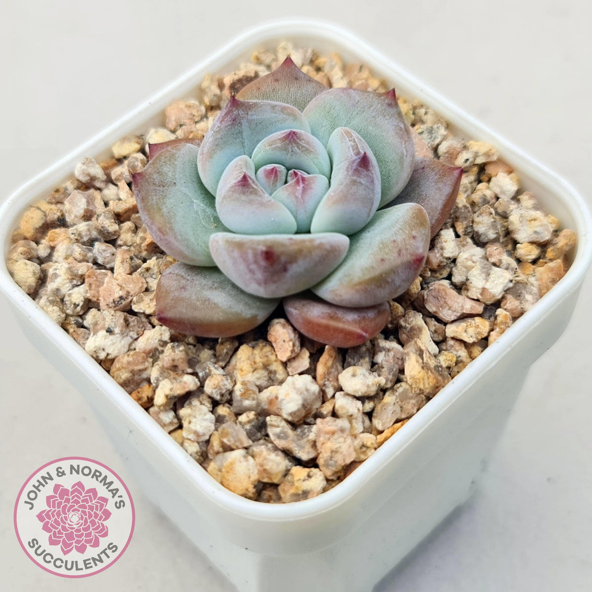 Echeveria colorata f. Tapalpa (round Leaf)