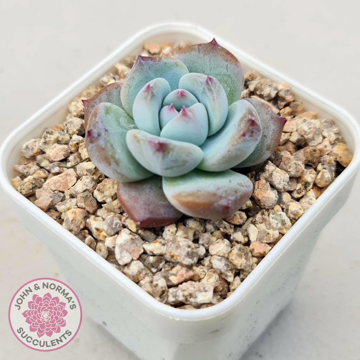 Echeveria colorata f. Tapalpa (round Leaf)