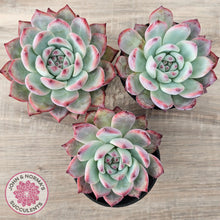 Load image into Gallery viewer, Echeveria colorata f. lindsayana
