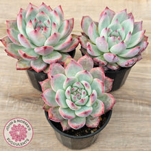 Load image into Gallery viewer, Echeveria colorata f. lindsayana
