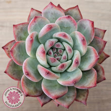 Load image into Gallery viewer, Echeveria colorata f. lindsayana

