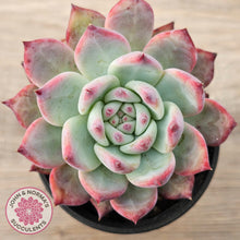 Load image into Gallery viewer, Echeveria colorata f. lindsayana

