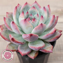 Load image into Gallery viewer, Echeveria colorata f. lindsayana
