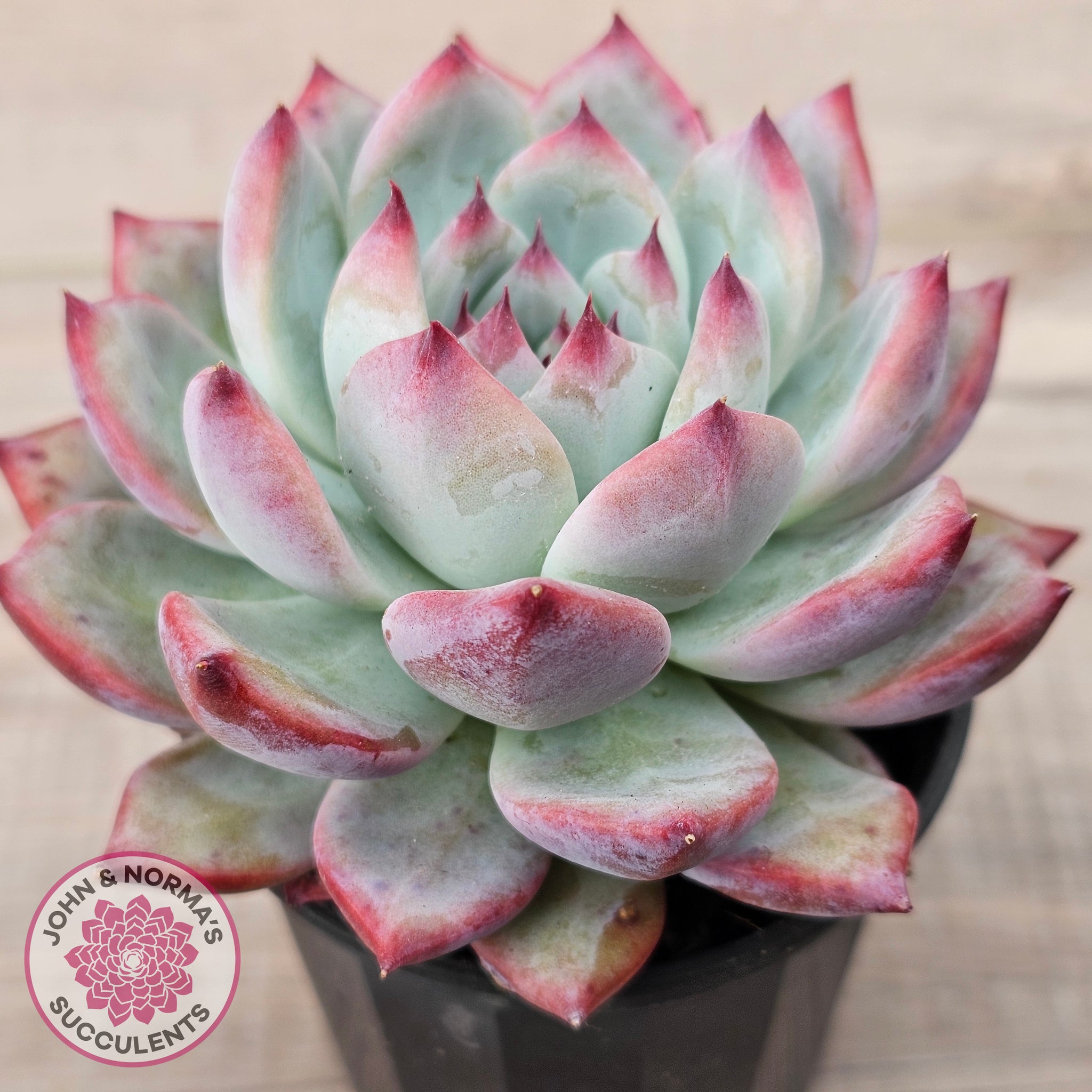 succulent f Buy Echeveria colorata f. lindsayana Australia