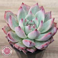 Load image into Gallery viewer, Echeveria colorata f. lindsayana
