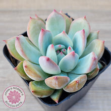 Load image into Gallery viewer, Echeveria colorata f. lindsayana - John &amp; Norma&#39;s Succulents Australia
