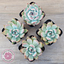 Load image into Gallery viewer, Echeveria colorata f. lindsayana - John &amp; Norma&#39;s Succulents Australia
