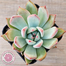 Load image into Gallery viewer, Echeveria colorata f. lindsayana - John &amp; Norma&#39;s Succulents Australia
