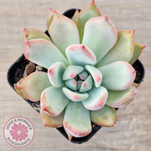 Load image into Gallery viewer, Echeveria colorata f. lindsayana - John &amp; Norma&#39;s Succulents Australia
