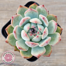 Load image into Gallery viewer, Echeveria colorata f. lindsayana - John &amp; Norma&#39;s Succulents Australia
