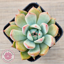 Load image into Gallery viewer, Echeveria colorata f. lindsayana - John &amp; Norma&#39;s Succulents Australia
