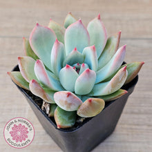 Load image into Gallery viewer, Echeveria colorata f. lindsayana - John &amp; Norma&#39;s Succulents Australia
