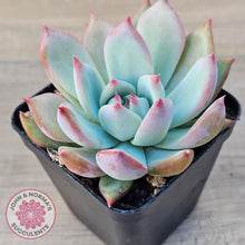 Load image into Gallery viewer, Echeveria colorata f. lindsayana - John &amp; Norma&#39;s Succulents Australia
