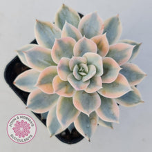 Load image into Gallery viewer, Echeveria desmetiana v subsessilis variegata
