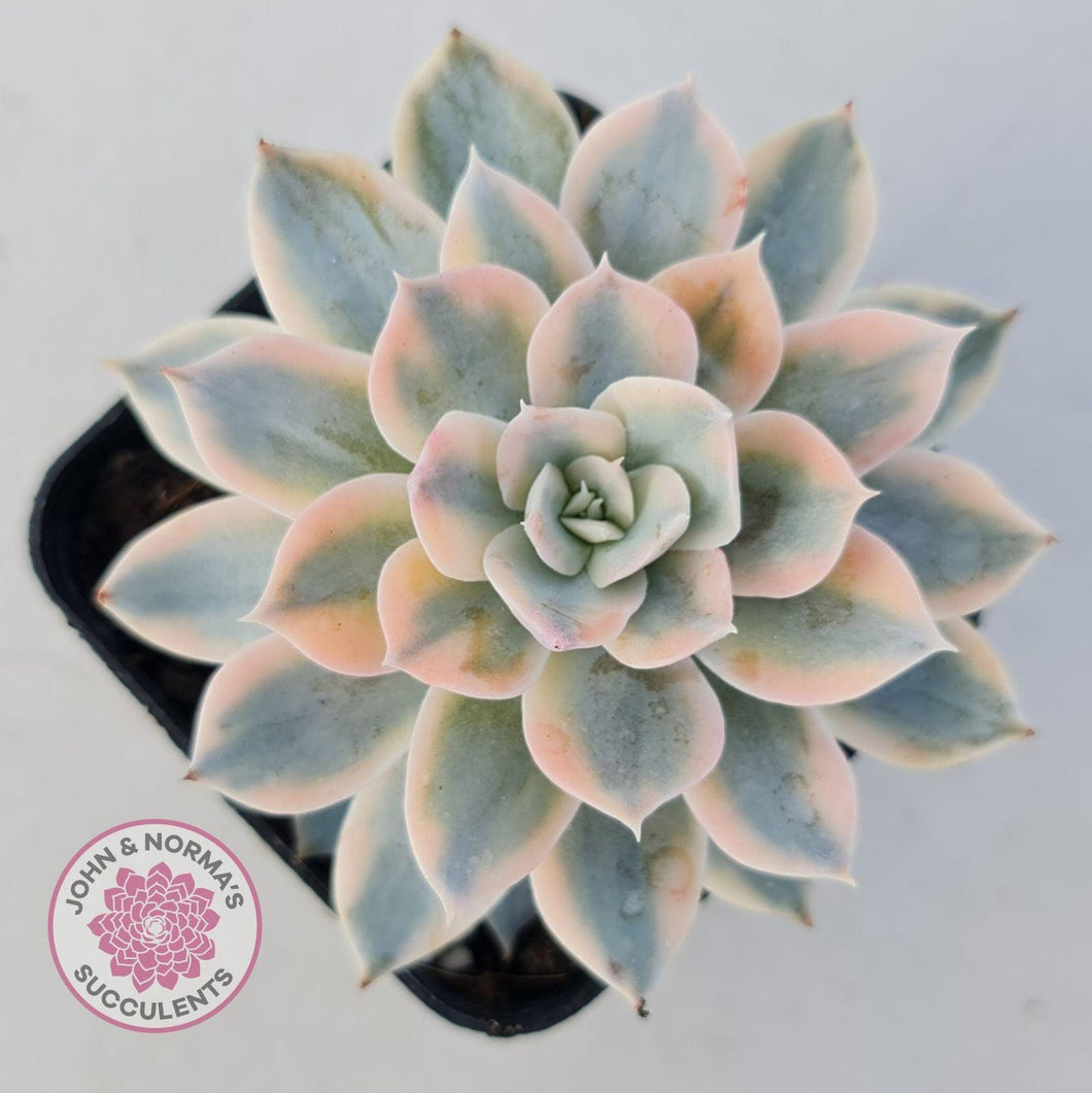 Echeveria desmetiana v subsessilis variegata