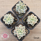 Echeveria desmetiana v subsessilis variegata