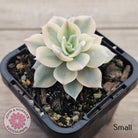 Echeveria desmetiana v subsessilis variegata