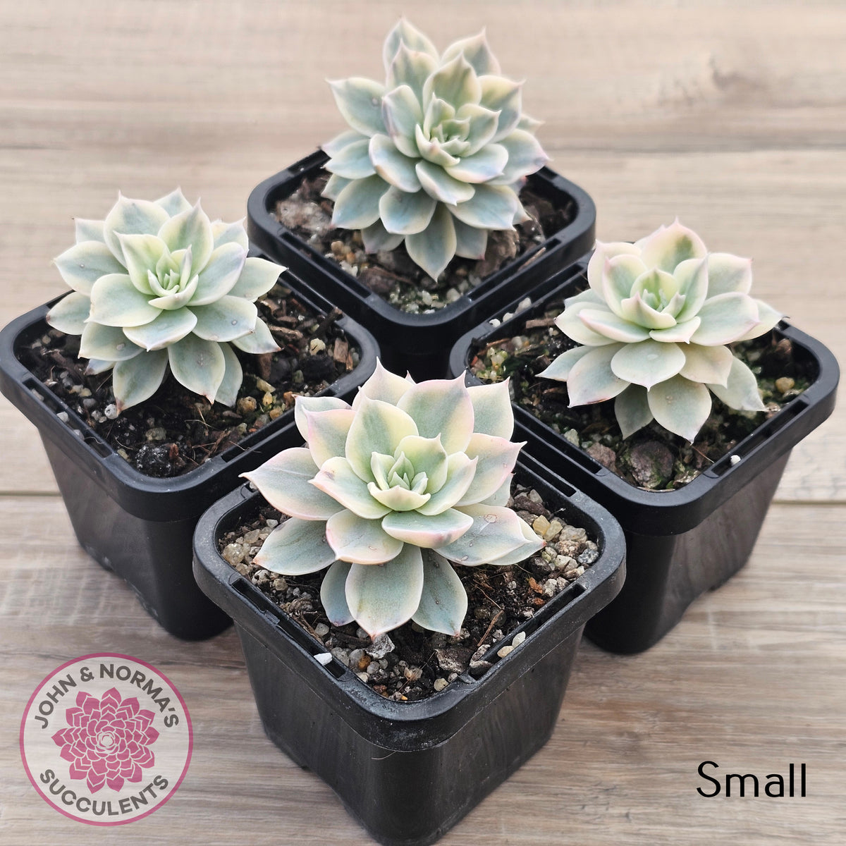 Echeveria desmetiana v subsessilis variegata