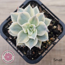 Load image into Gallery viewer, Echeveria desmetiana v subsessilis variegata
