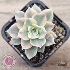 Echeveria desmetiana v subsessilis variegata