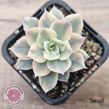 Load image into Gallery viewer, Echeveria desmetiana v subsessilis variegata
