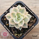 Echeveria desmetiana v subsessilis variegata