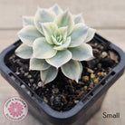 Echeveria desmetiana v subsessilis variegata