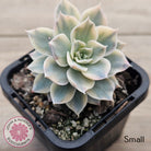 Echeveria desmetiana v subsessilis variegata