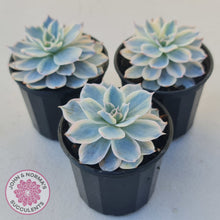 Load image into Gallery viewer, Echeveria desmetiana v subsessilis variegata
