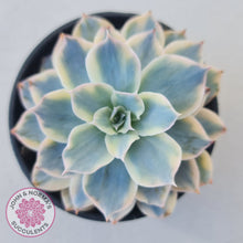 Load image into Gallery viewer, Echeveria desmetiana v subsessilis variegata
