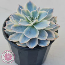 Load image into Gallery viewer, Echeveria desmetiana v subsessilis variegata
