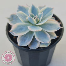 Load image into Gallery viewer, Echeveria desmetiana v subsessilis variegata
