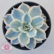 Load image into Gallery viewer, Echeveria desmetiana v subsessilis variegata
