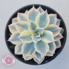 Load image into Gallery viewer, Echeveria desmetiana v subsessilis variegata
