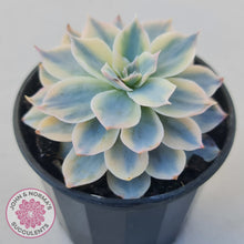 Load image into Gallery viewer, Echeveria desmetiana v subsessilis variegata
