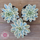 Echeveria desmetiana v subsessilis variegata