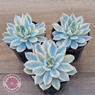 Echeveria desmetiana v subsessilis variegata