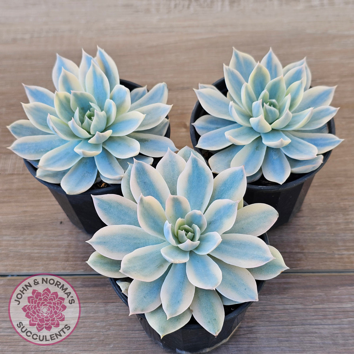 Echeveria desmetiana v subsessilis variegata