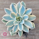 Echeveria desmetiana v subsessilis variegata