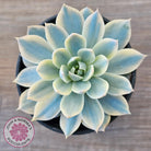 Echeveria desmetiana v subsessilis variegata
